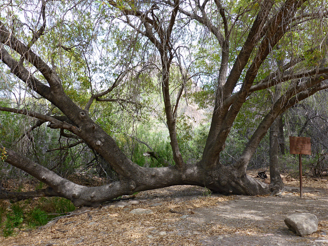 Leaning oak tree
