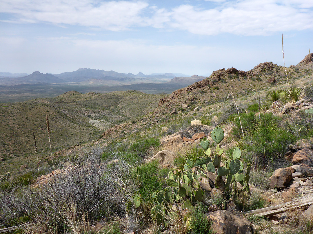 Opuntia