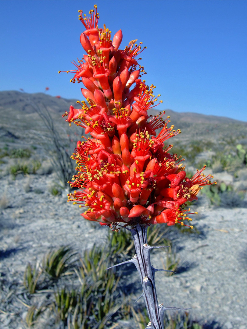 Ocotillo flower