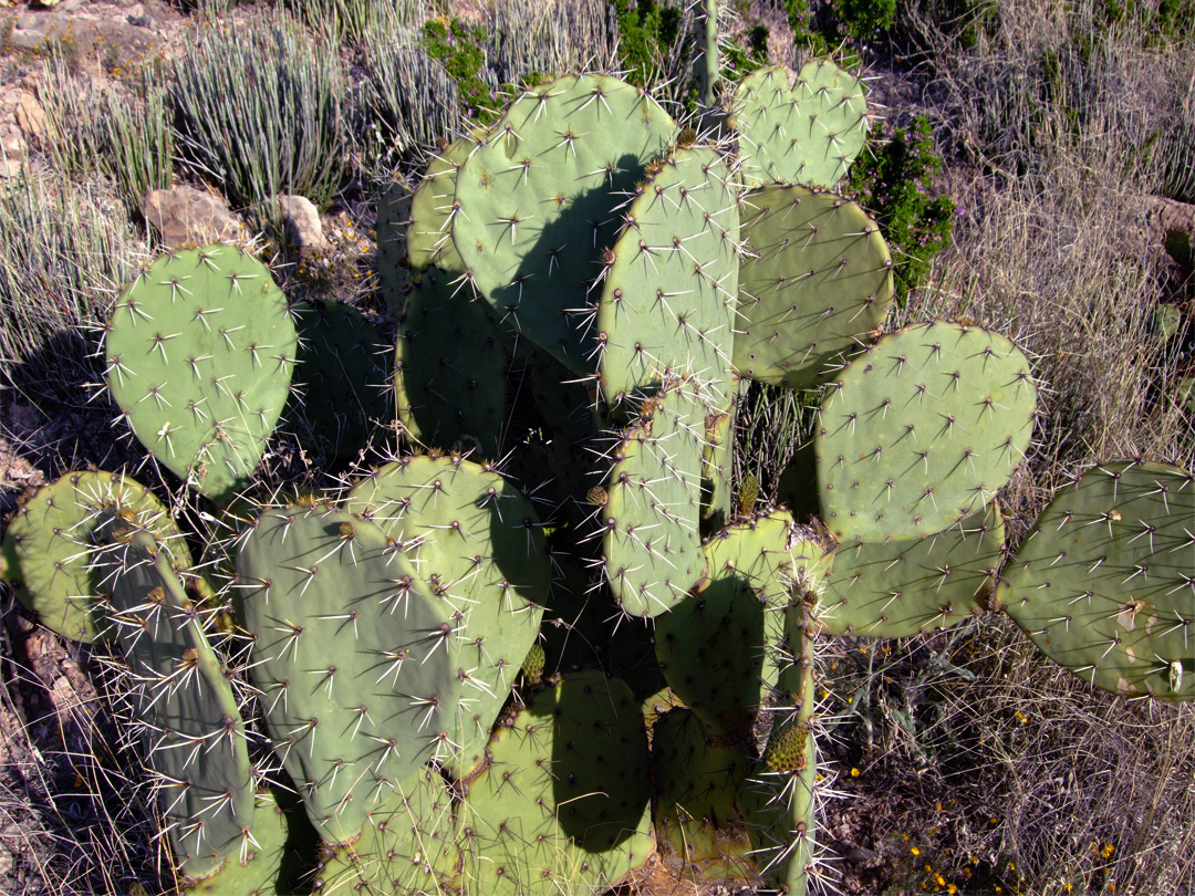 Opuntia engelmannii