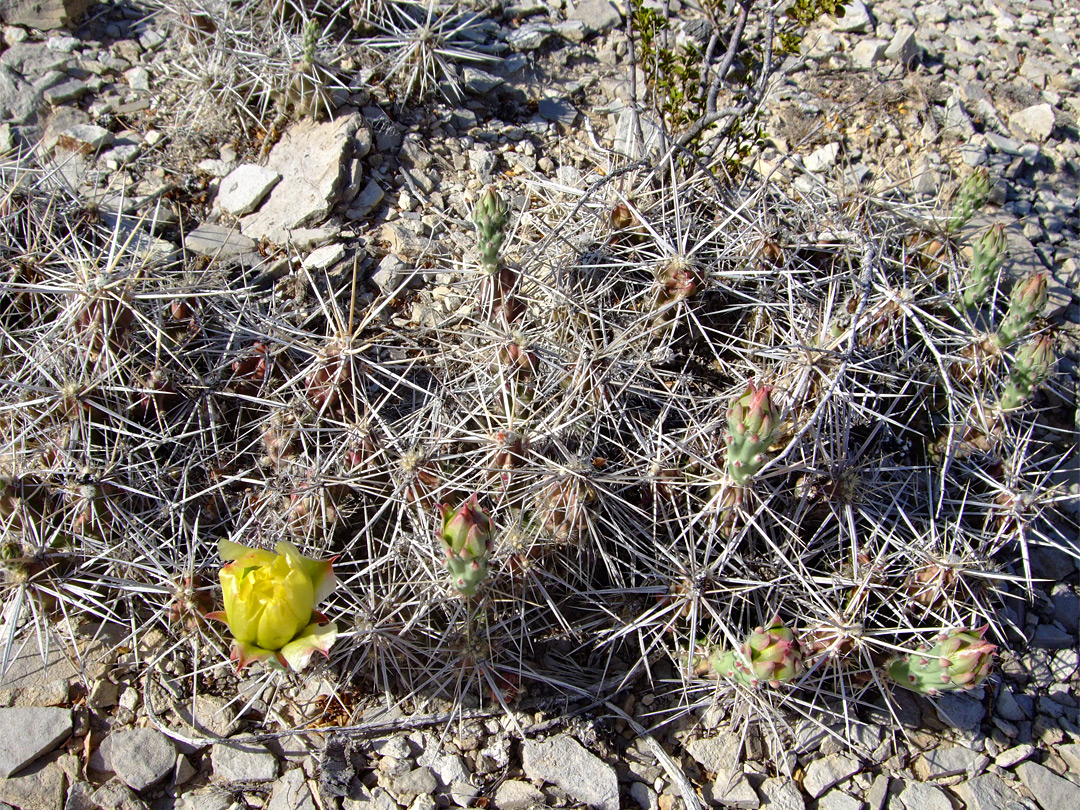 Opuntia grahamii