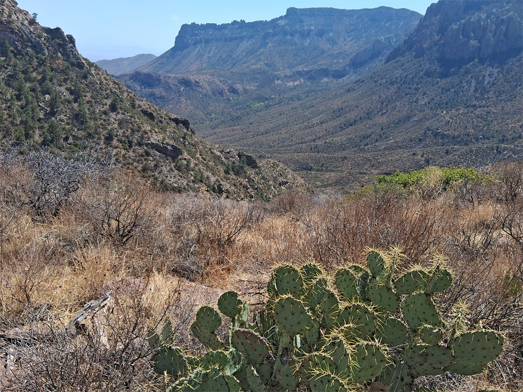 Opuntia