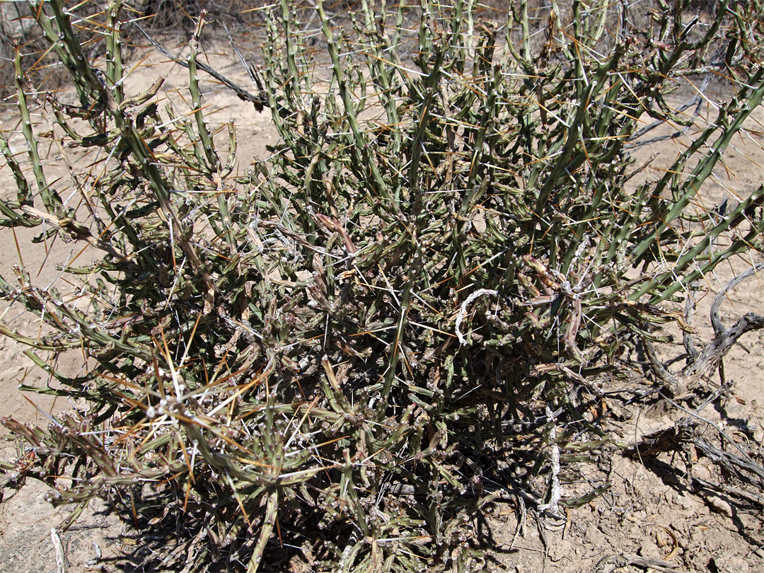 Opuntia leptocaulis