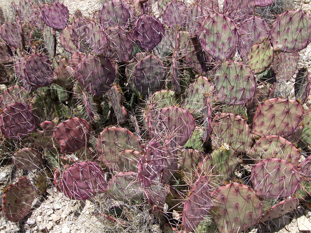 Opuntia macrocentra