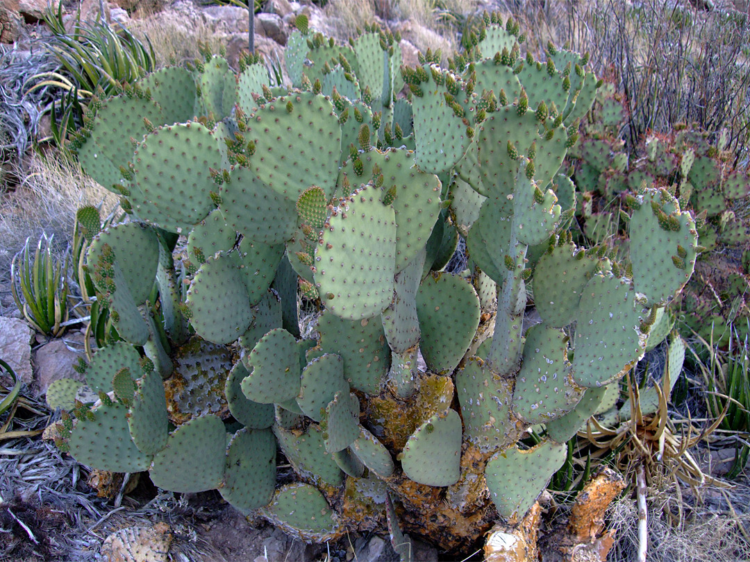 Opuntia rufida