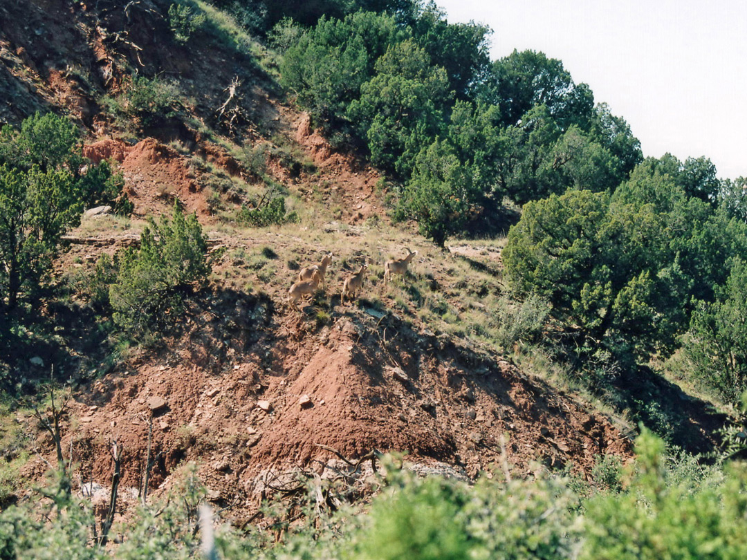 Barbary sheep