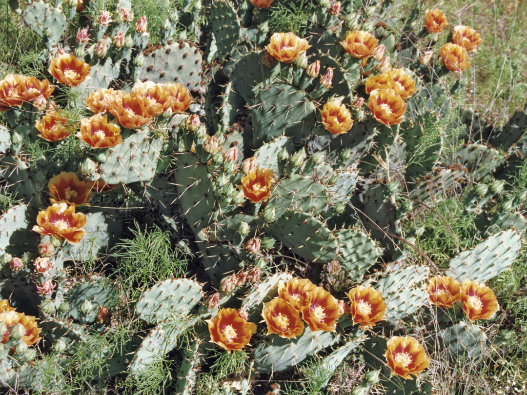 Opuntia cacti in flower