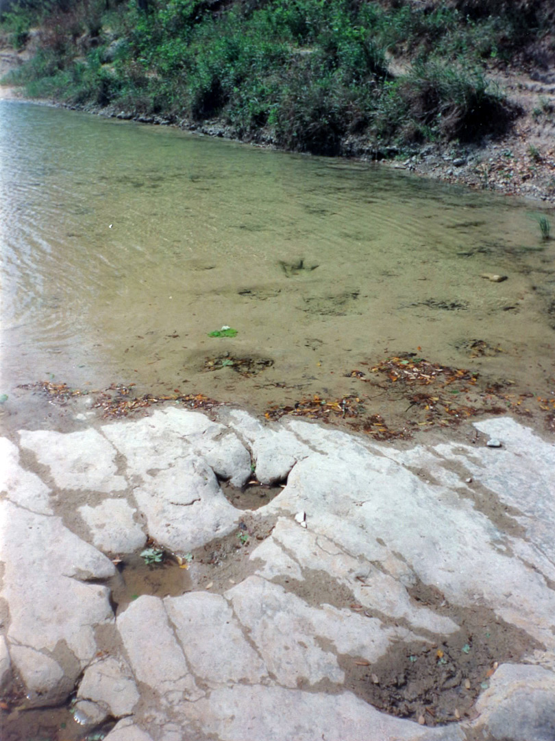 Carnosaur tracks