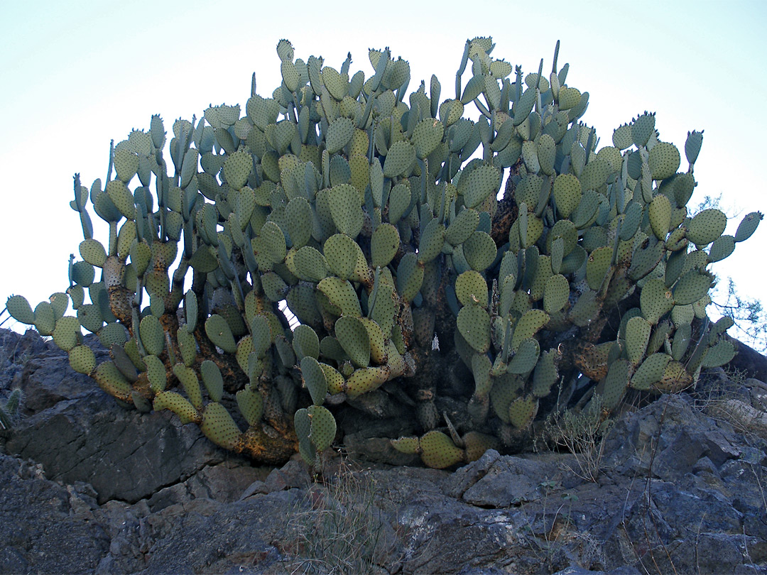 Blind pricklypear