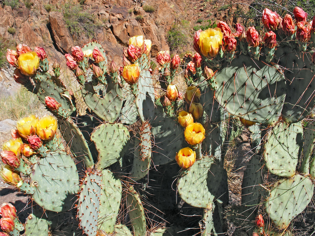 Opuntia azurea