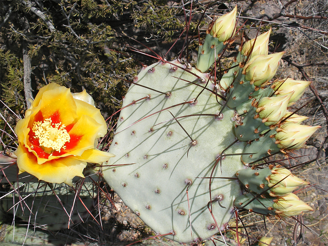 Cactus flower and buds