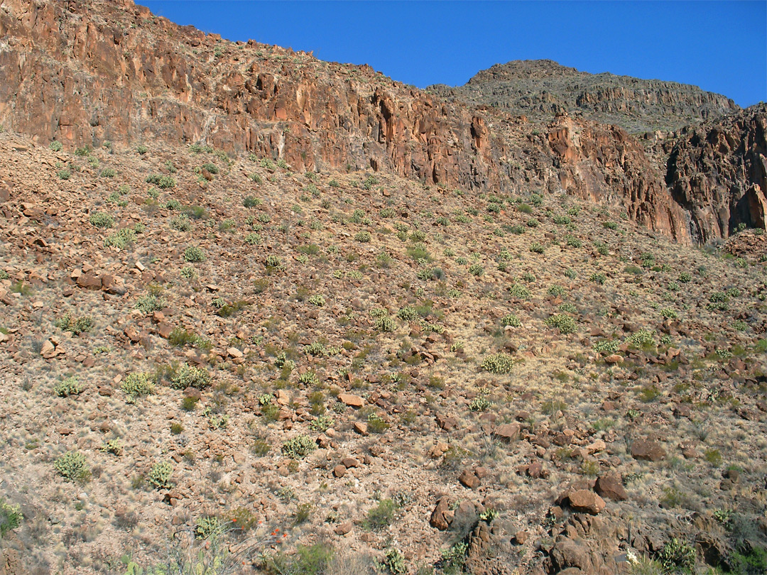 Cactus-covered hillside