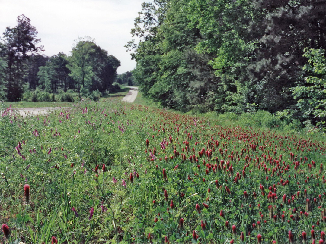 Wildflowers