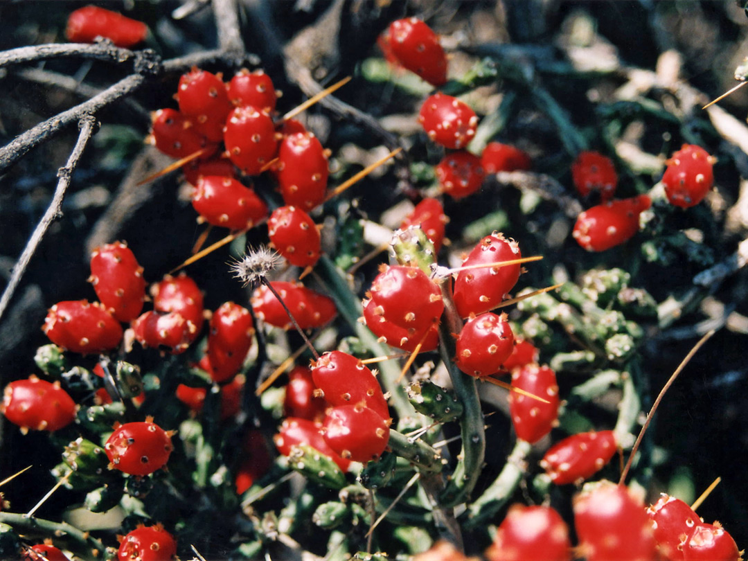 Cholla cactus fruit
