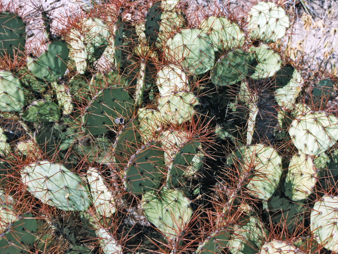 Long red spines