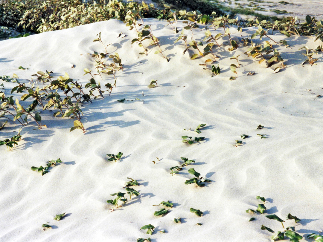 Sand ripples