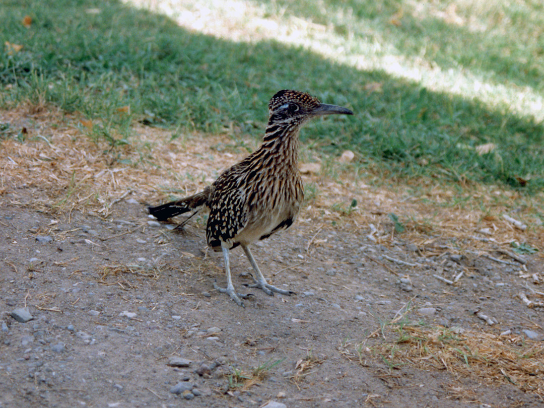 Road runner: the Southeast, Big Bend National Park, Texas