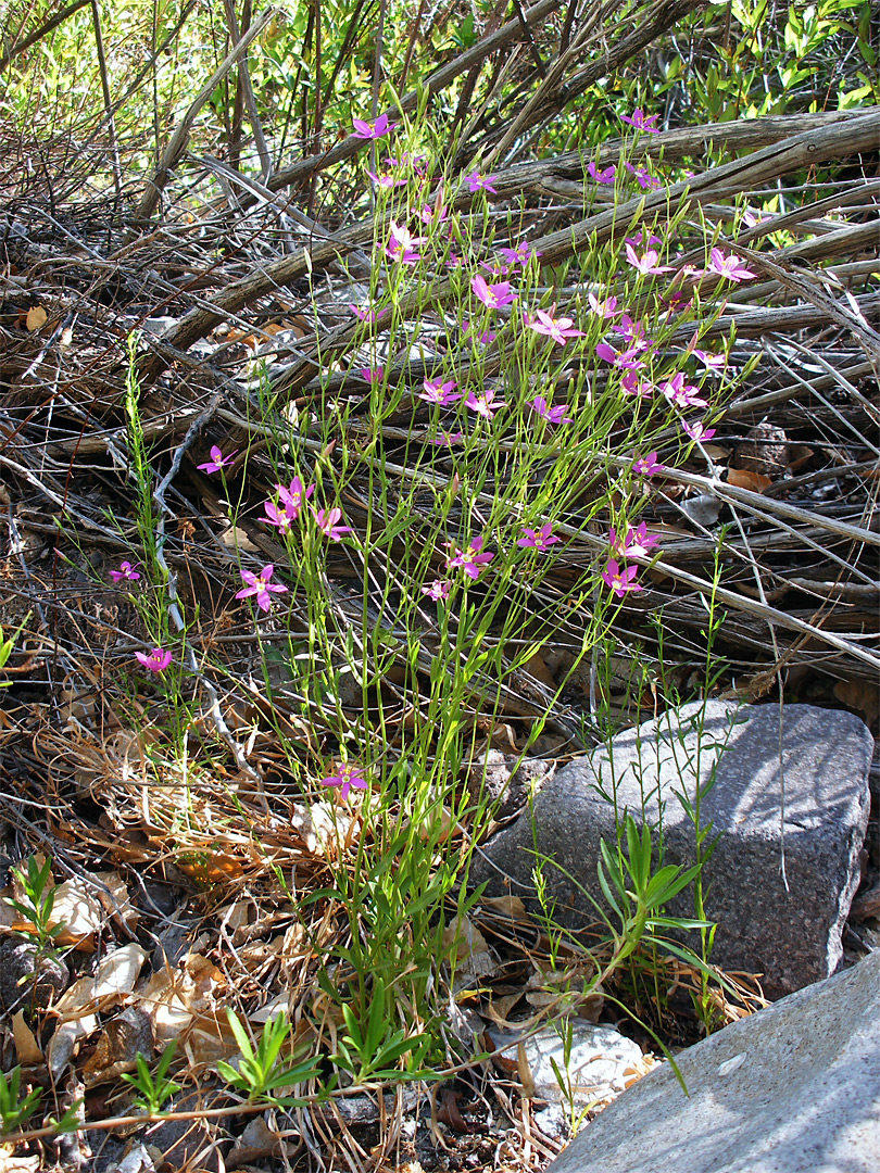 Pink flowers and slender green stems