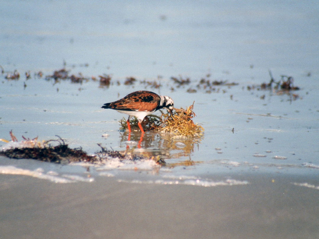 A sandpiper