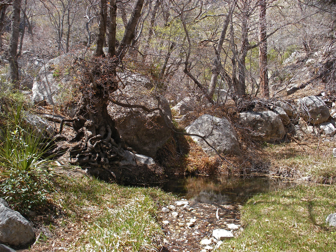 Pool at the spring