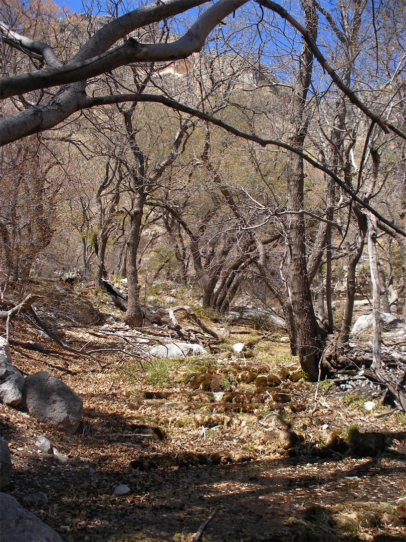 Wooded ravine