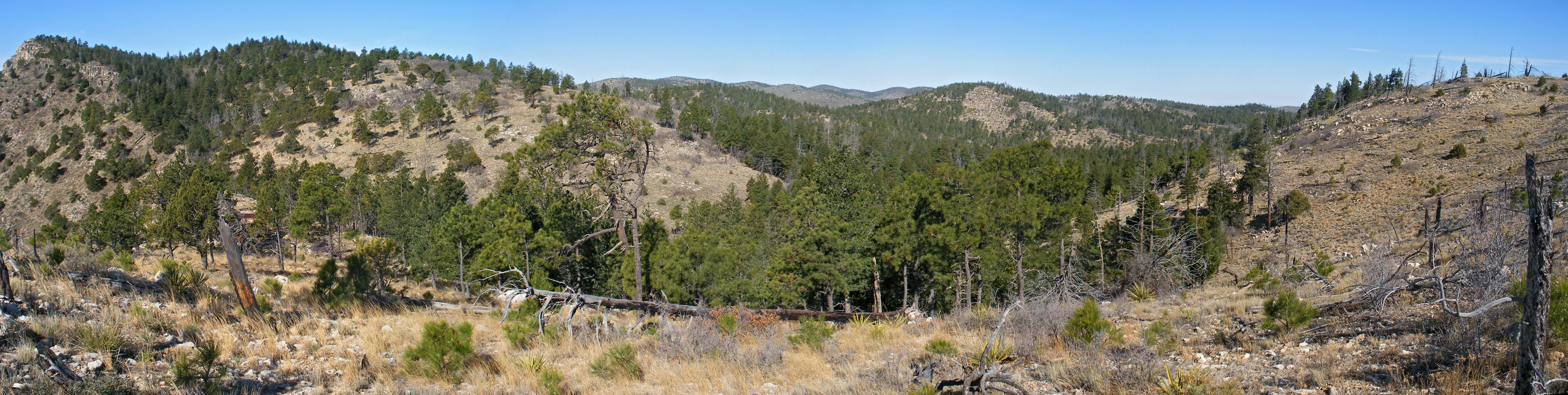 Woodland in the Bowl