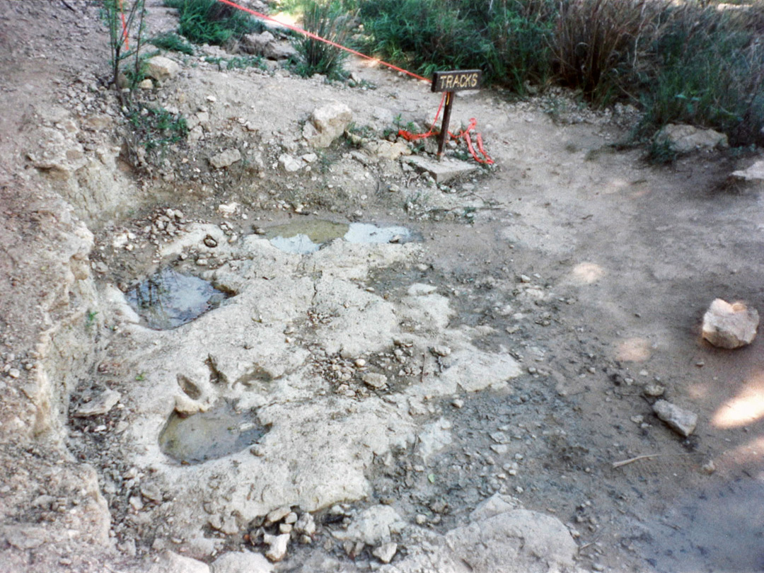 Sauropod tracks