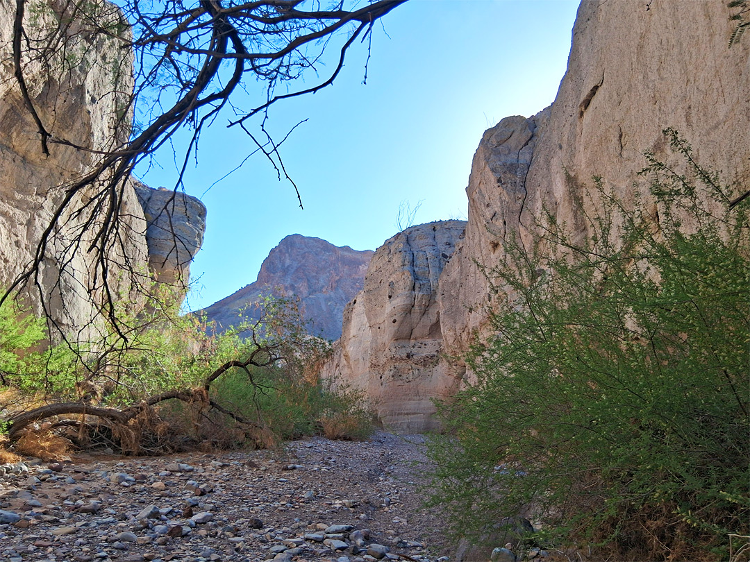 Bushes in the canyon