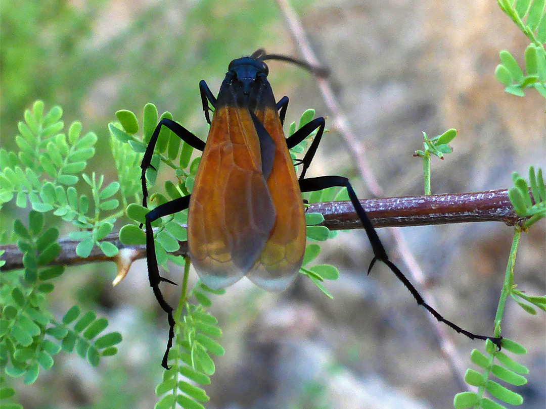 Tarantula-hawk wasp
