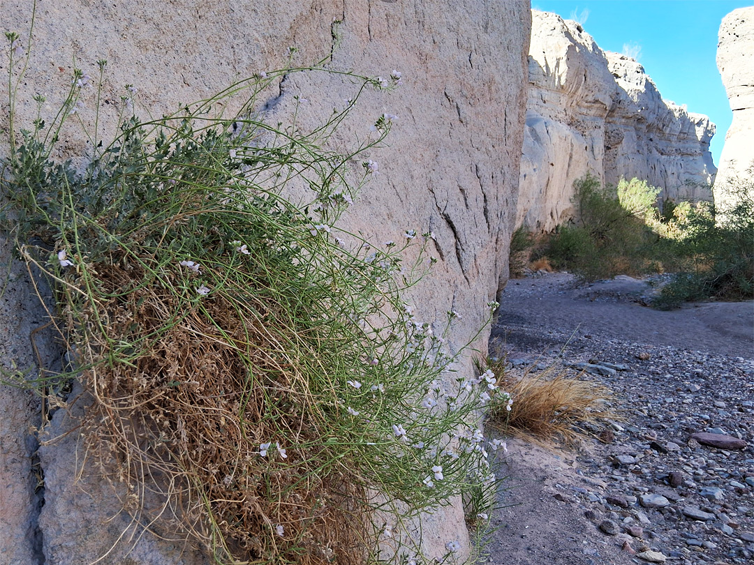Cliff wildflower