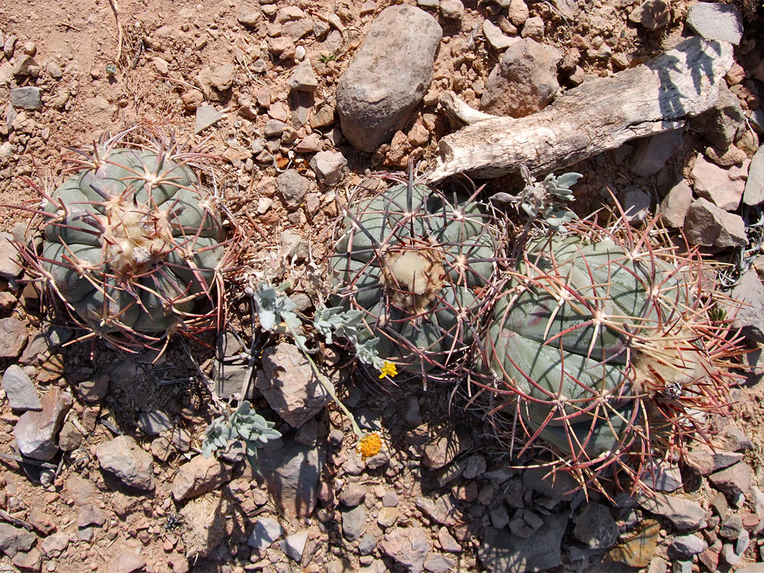 Three cacti