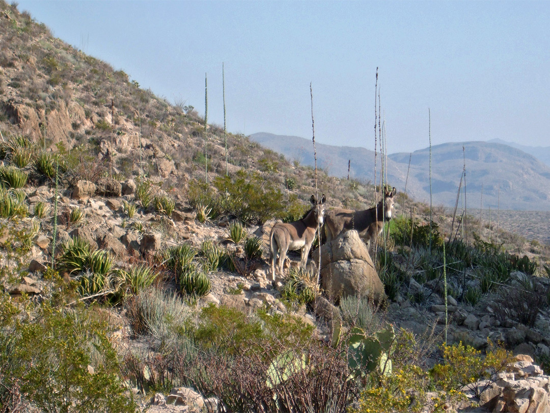 Wild burros