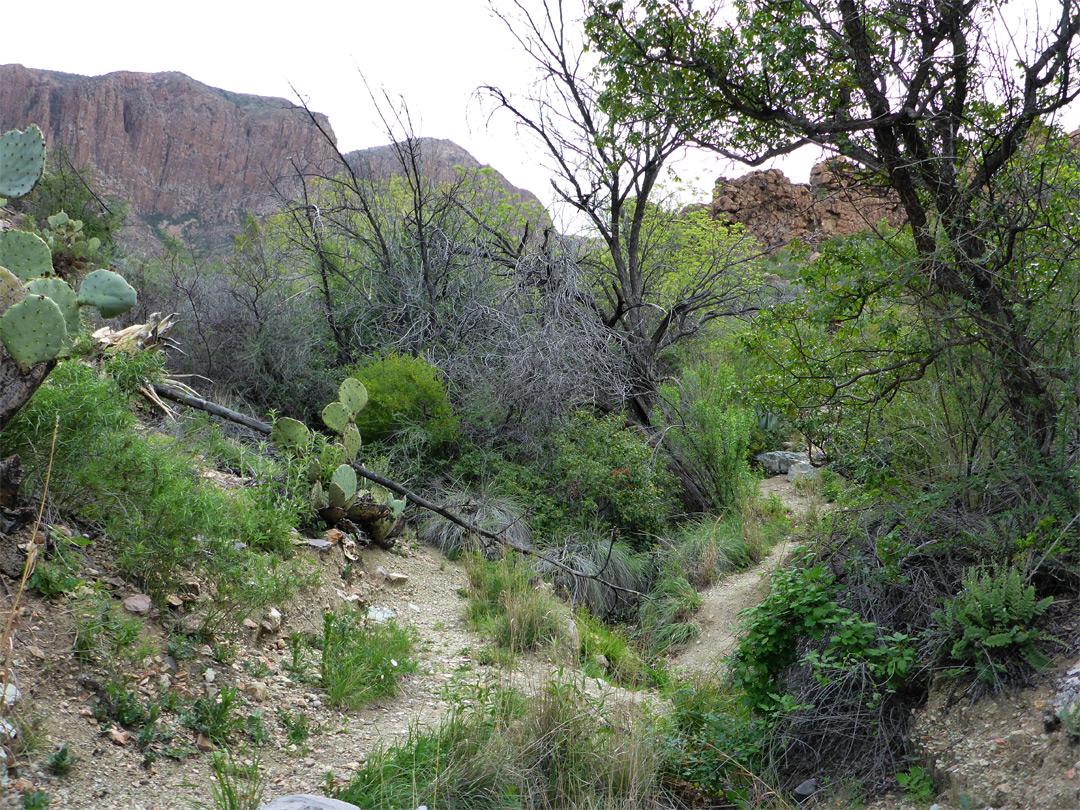 Trees, bushes and cacti