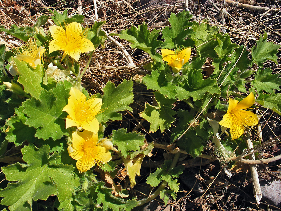 Large yellow flowers