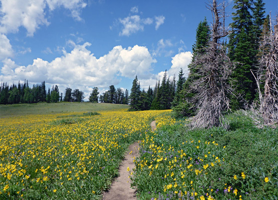 Path along the edge of a broad meadow
