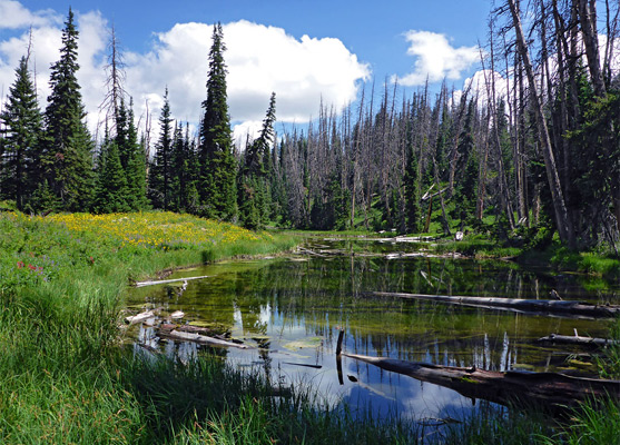 The alpine pond