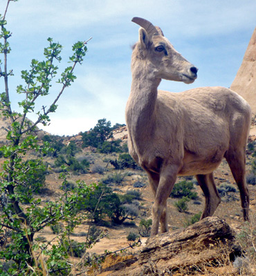 Bighorn sheep