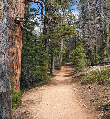 Bristlecone Loop Trail, Bryce Canyon National Park