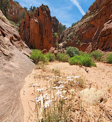 Utah daisies