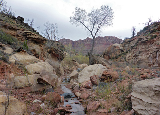 Leafless tree in Coalpits Wash