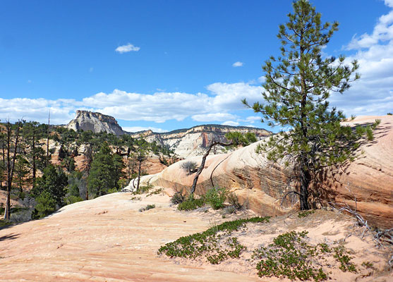 Lone tree amidst the sandstone
