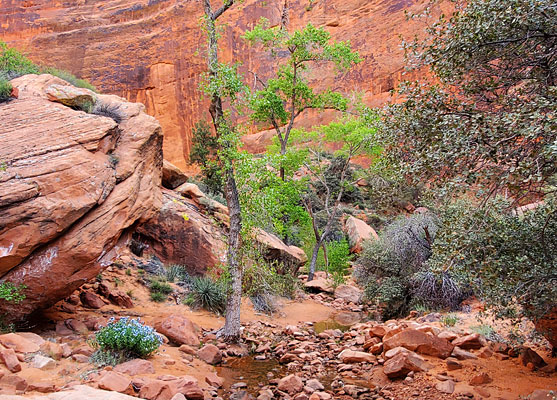 Trees, pools and red rocks