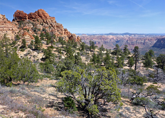 Trees on Lower Mountain