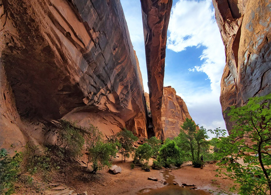 Morning Glory Arch