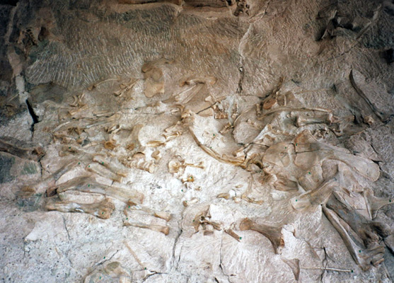 Assortment of dinosaur bones in the cliff face