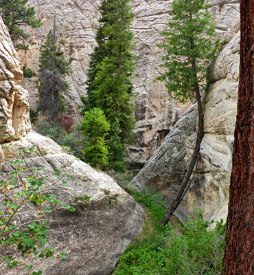 Leaning tree