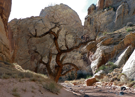 Aged cottonwood tree, catching the morning sun