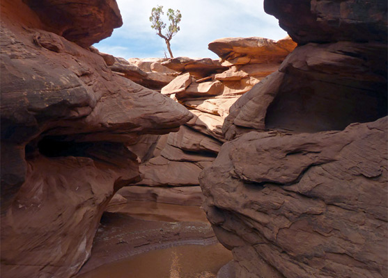 Pool in a narrow section of Steer Gulch
