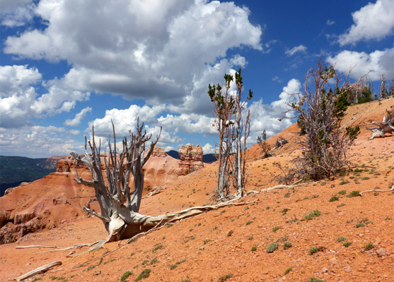 Bristlecone pines near the Bartizan