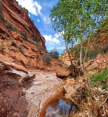 Cottonwood tree above a salty pool